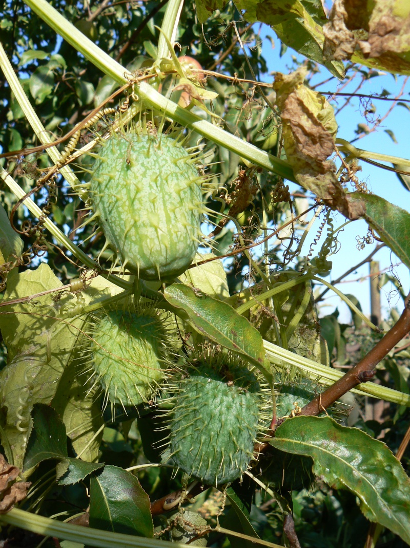 Изображение особи Echinocystis lobata.