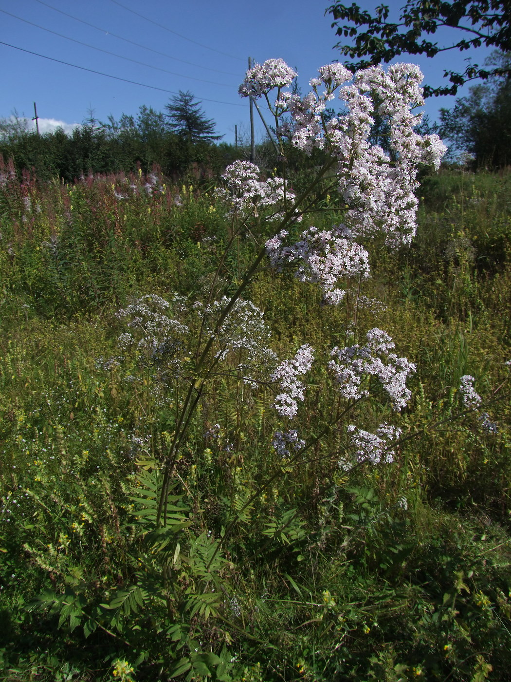 Изображение особи Valeriana transjenisensis.