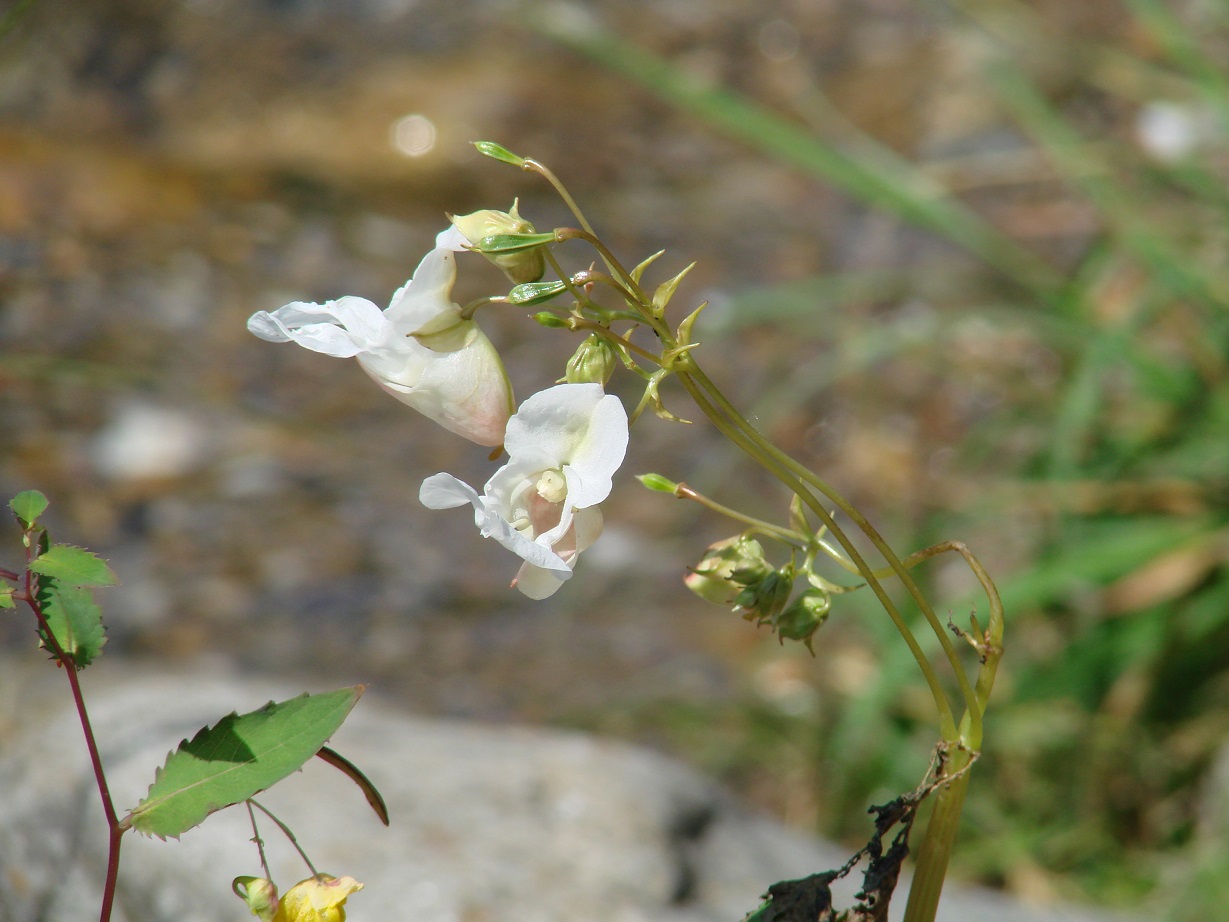 Image of Impatiens glandulifera specimen.