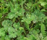 genus Ranunculus. Прикорневые листья. Азербайджан, Ярдымлинский р-н. 14.04.2010.