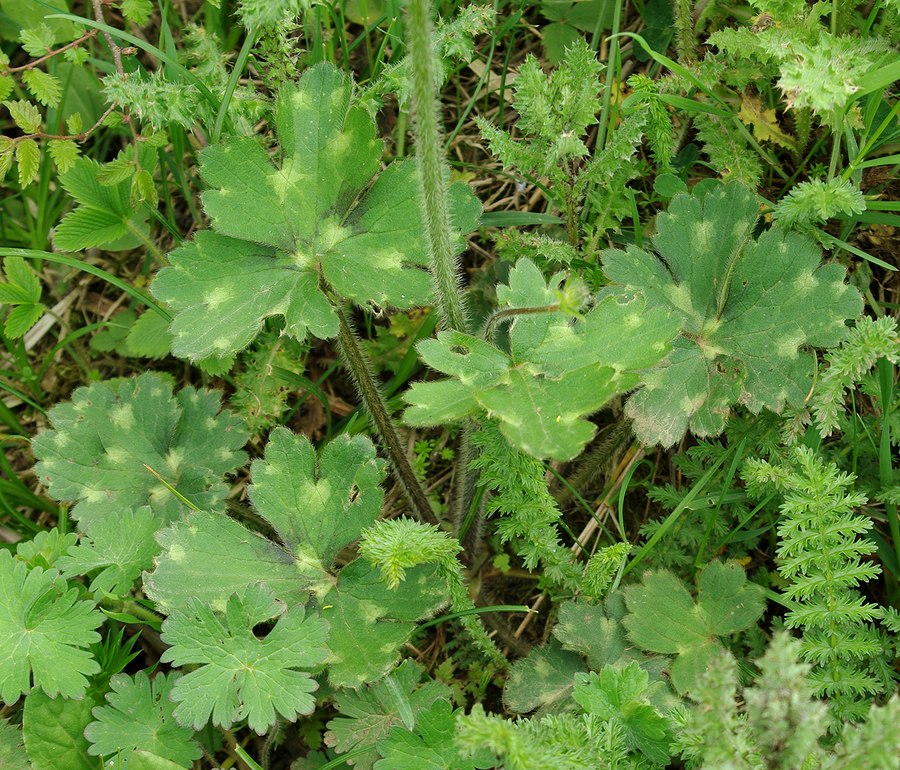 Image of genus Ranunculus specimen.