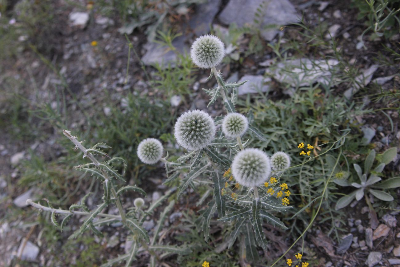 Image of Echinops humilis specimen.