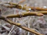 Salix crassijulis