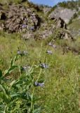 Nepeta sibirica. Верхушки побегов с соцветиями. Алтай, Чемальский р-н, ур. Чечкыш, луговой склон. 06.07.2021.