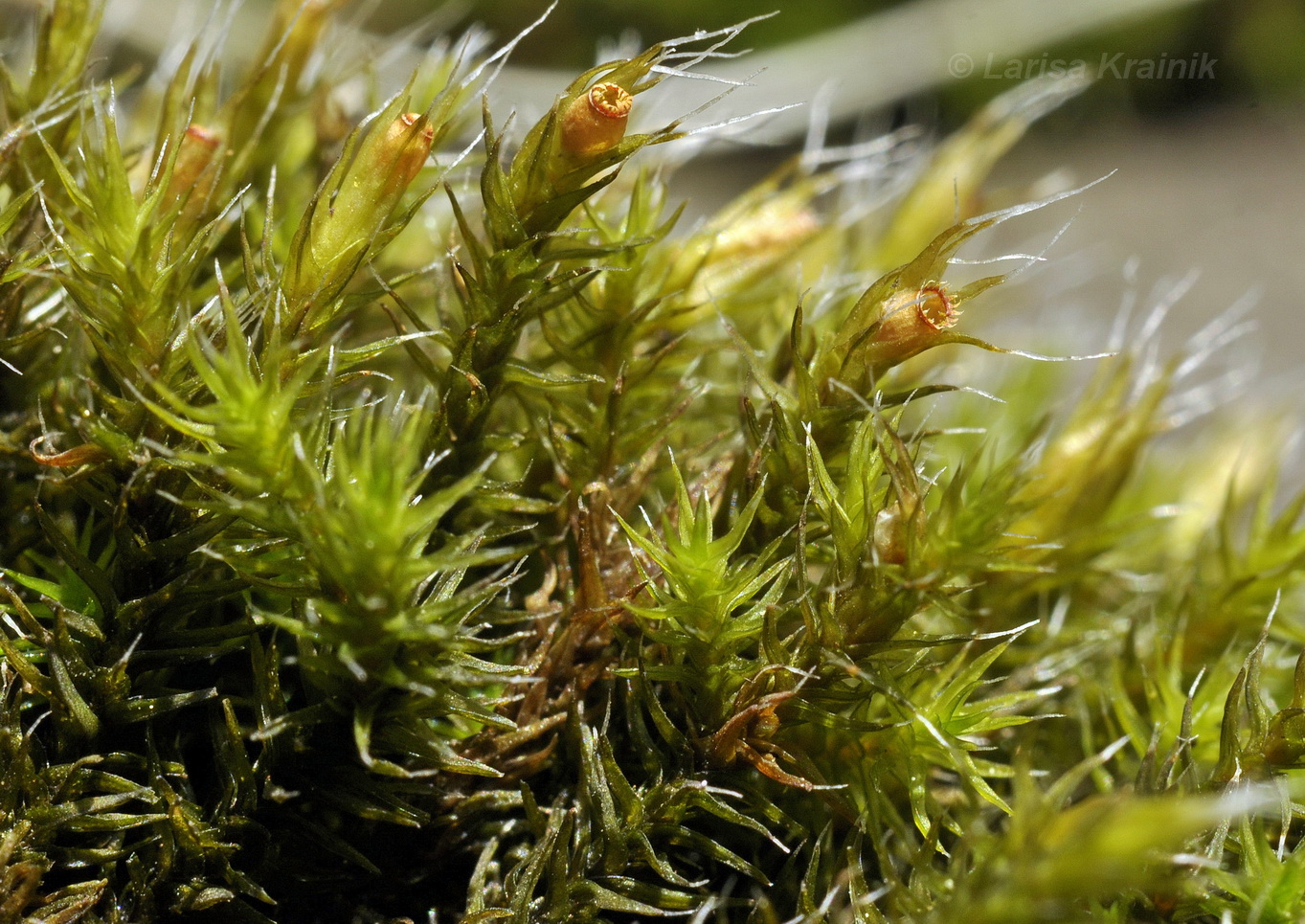 Image of genus Schistidium specimen.