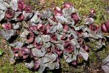 Asarum sieboldii