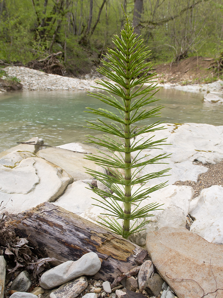 Image of Equisetum telmateia specimen.