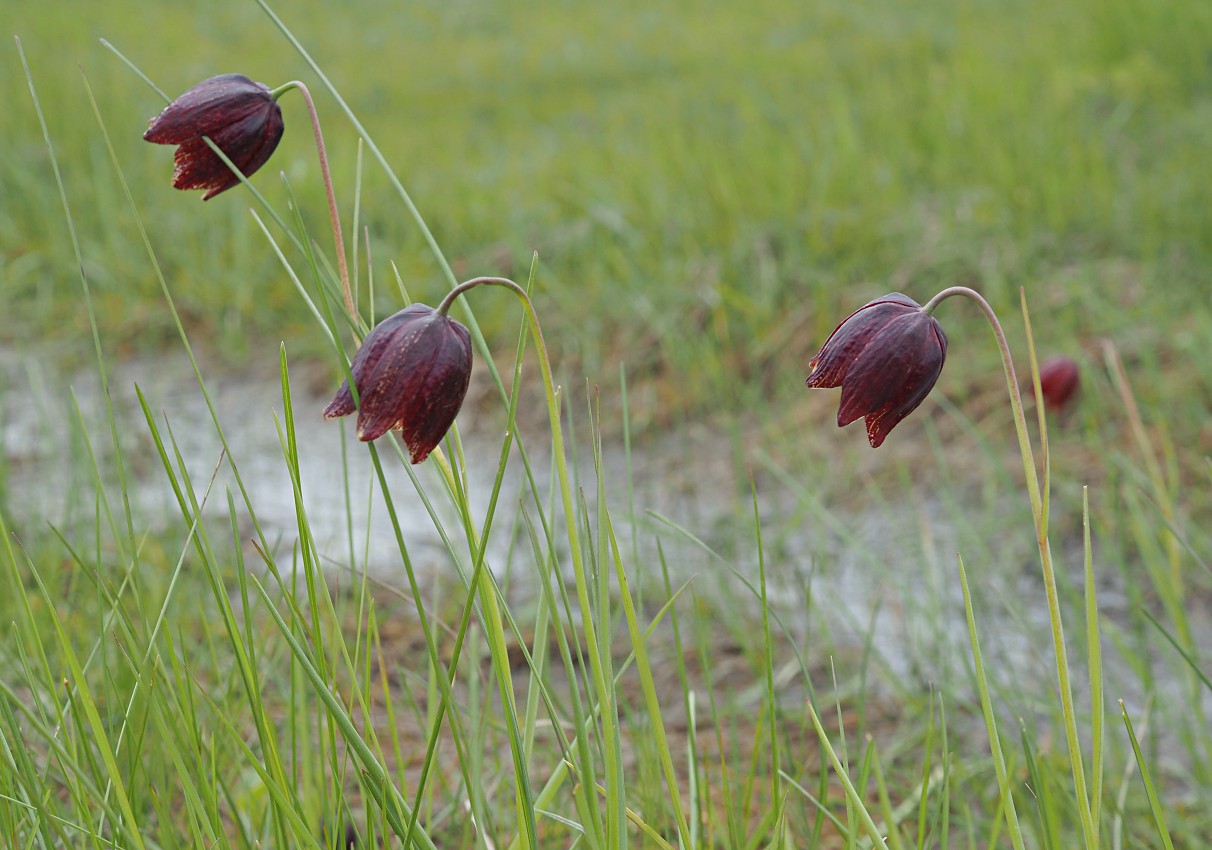 Image of Fritillaria meleagroides specimen.