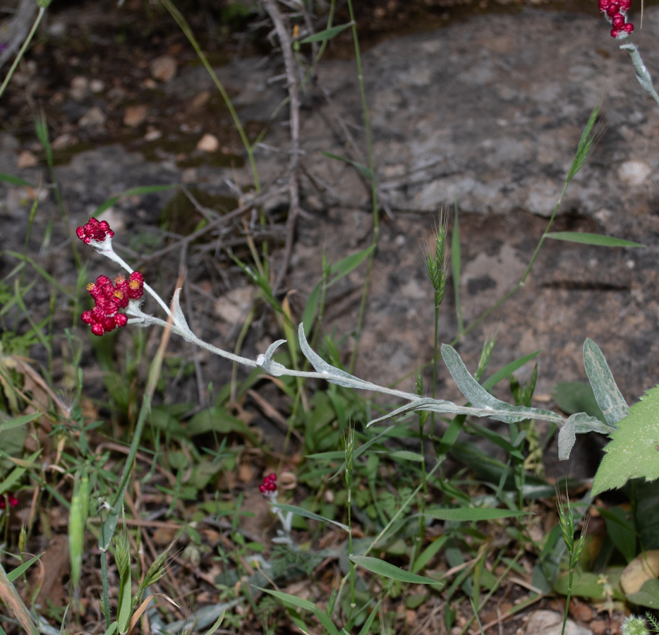 Image of Helichrysum sanguineum specimen.