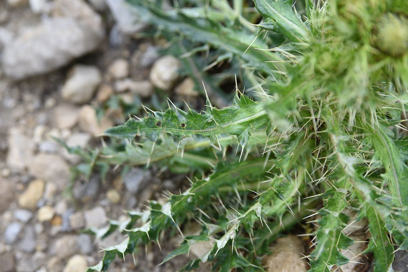 Изображение особи Cirsium obvallatum.