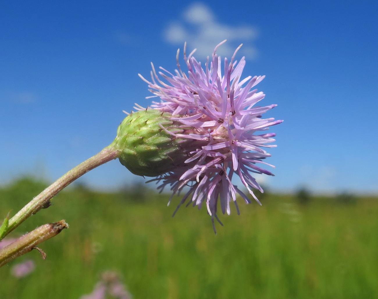 Изображение особи Cirsium incanum.