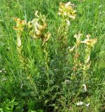 Pedicularis striata. Цветущее растение. Бурятия, р. Джида, окр. дер. Михайловка. 15.07.2009.