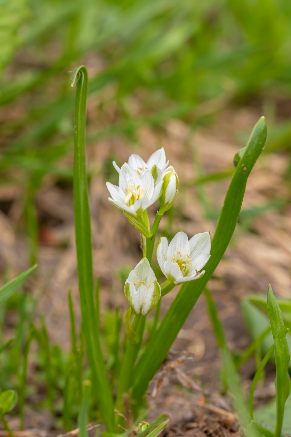 Image of Ornithogalum balansae specimen.