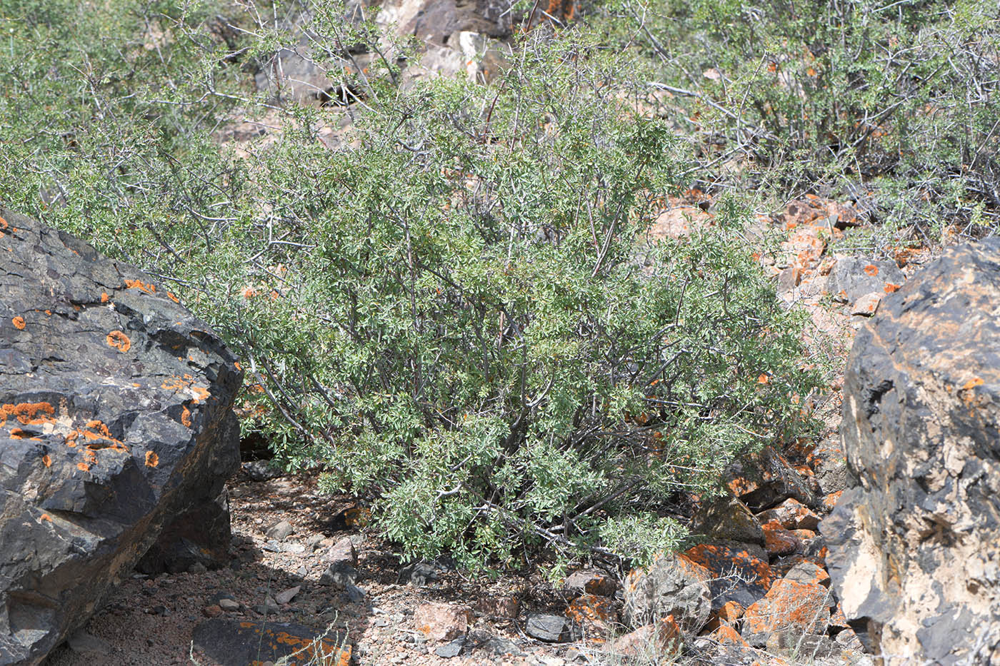 Image of Spiraea hypericifolia specimen.