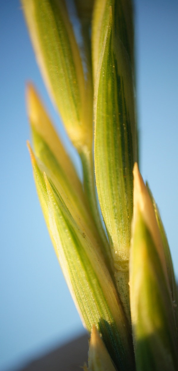 Image of Elytrigia repens specimen.