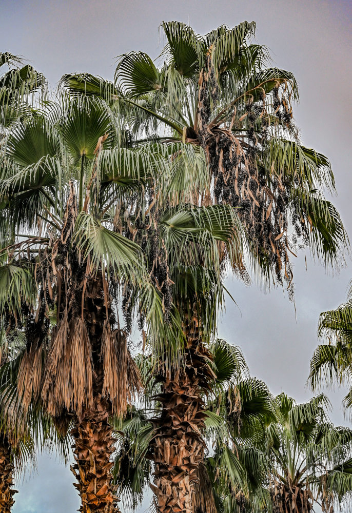 Изображение особи Washingtonia robusta.