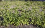 Potentilla norvegica