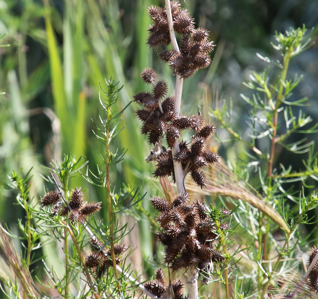 Image of Xanthium orientale specimen.