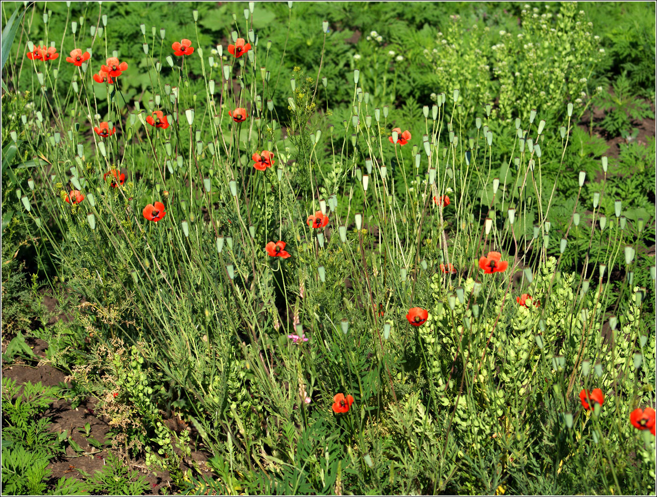 Image of genus Papaver specimen.