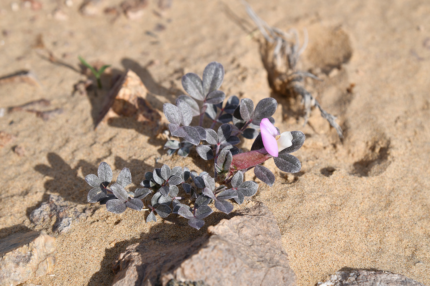 Изображение особи Astragalus subbijugus.