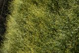 Смотреть изображение Saxifraga cymbalaria