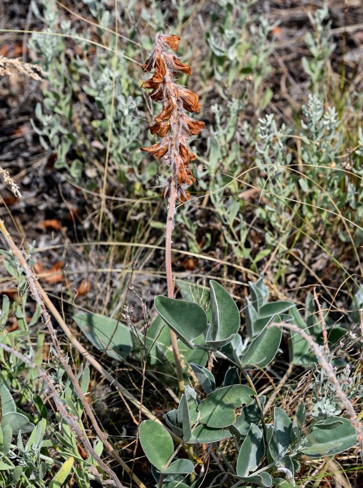 Изображение особи Hedysarum argyrophyllum.