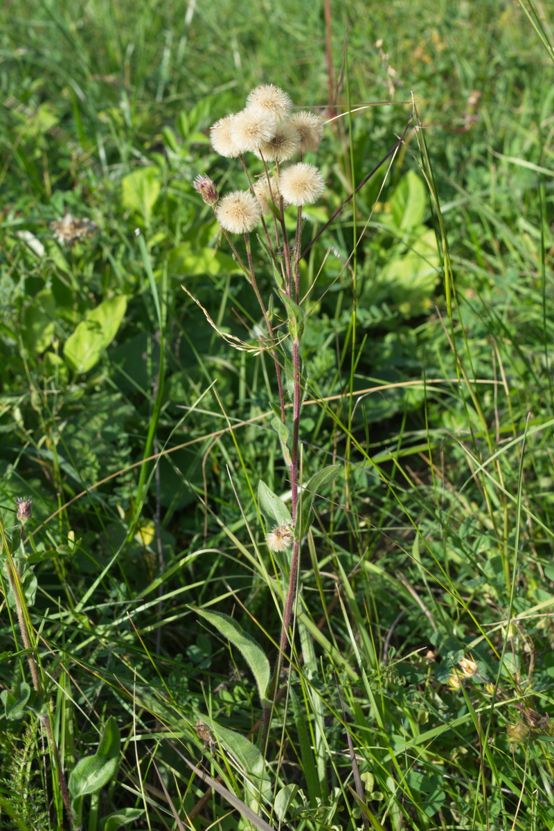 Image of genus Erigeron specimen.