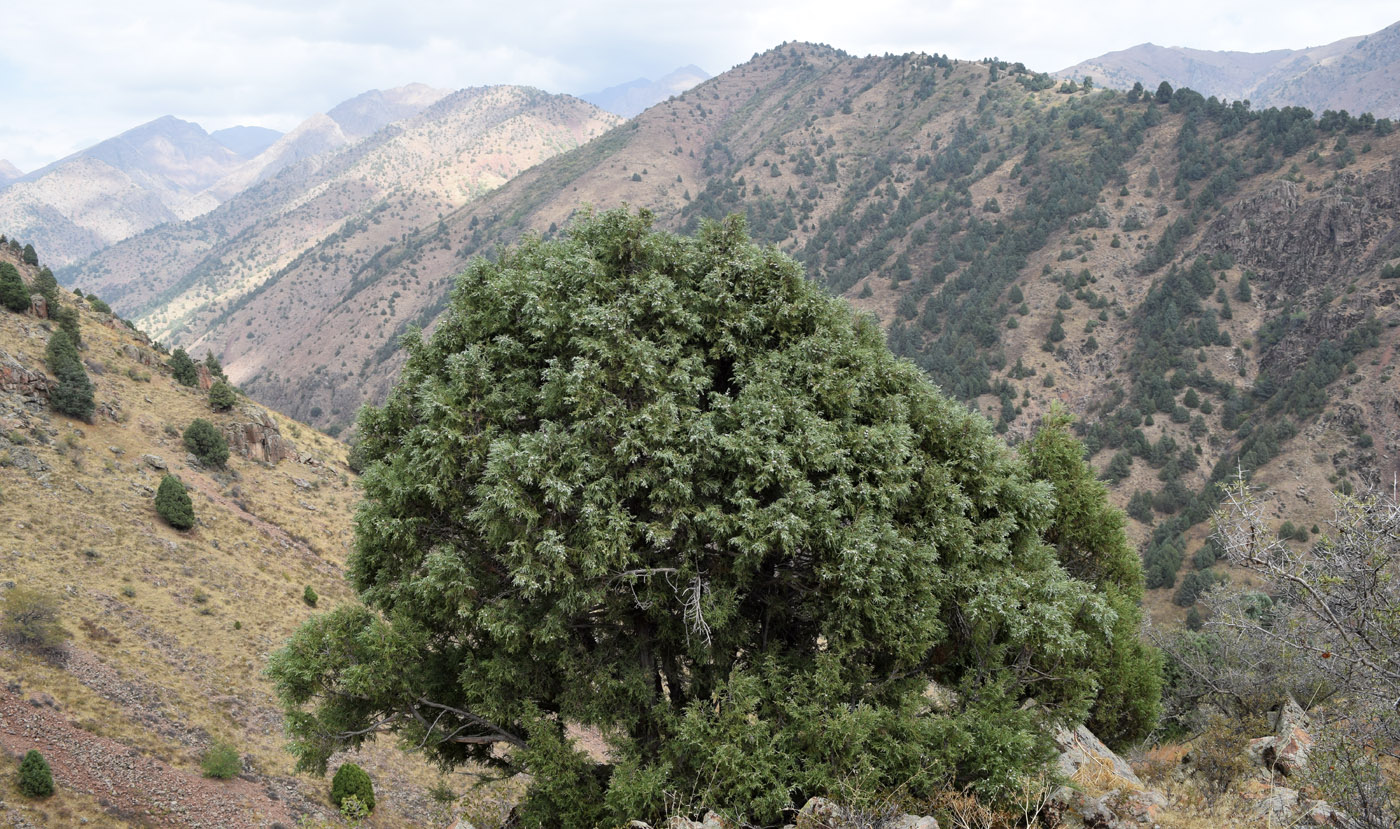 Изображение особи Juniperus seravschanica.