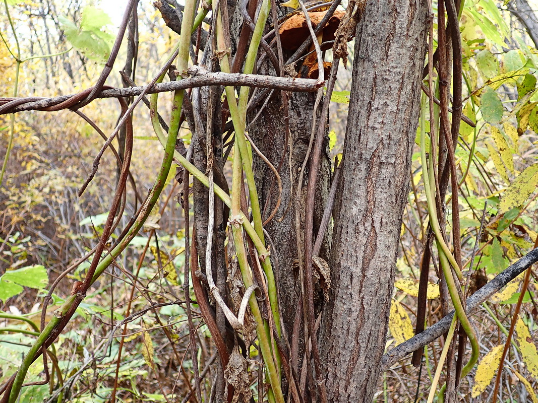 Image of Humulus lupulus specimen.