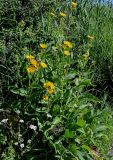 Inula helenium