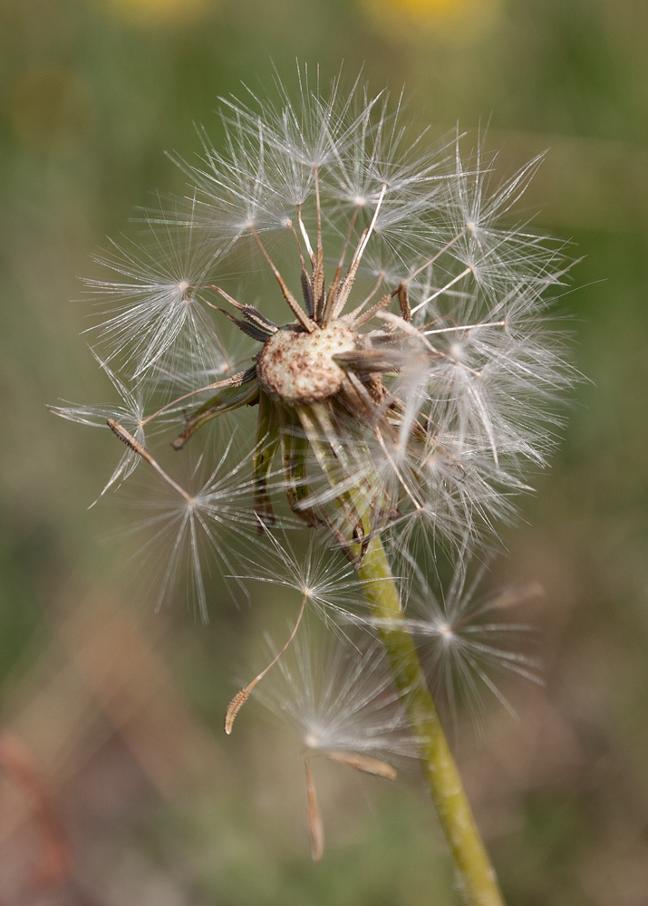 Изображение особи Taraxacum scariosum.