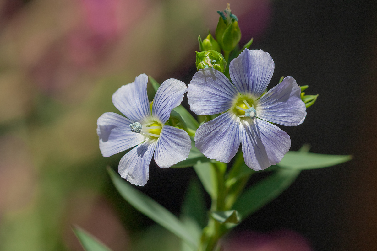 Изображение особи Linum usitatissimum.