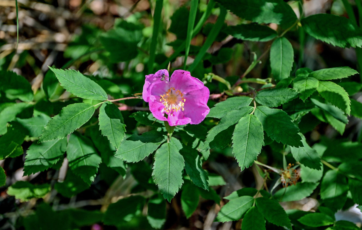 Image of Rosa acicularis specimen.