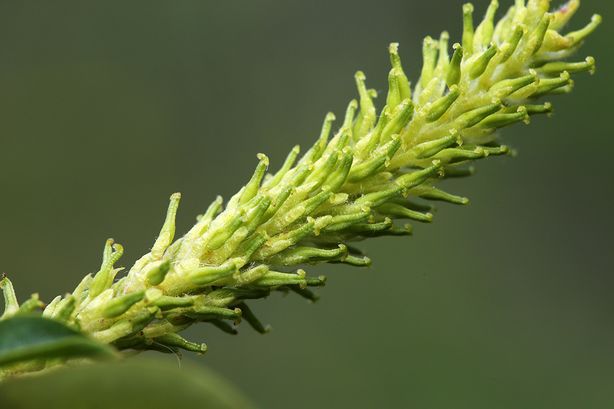 Image of Salix nipponica specimen.