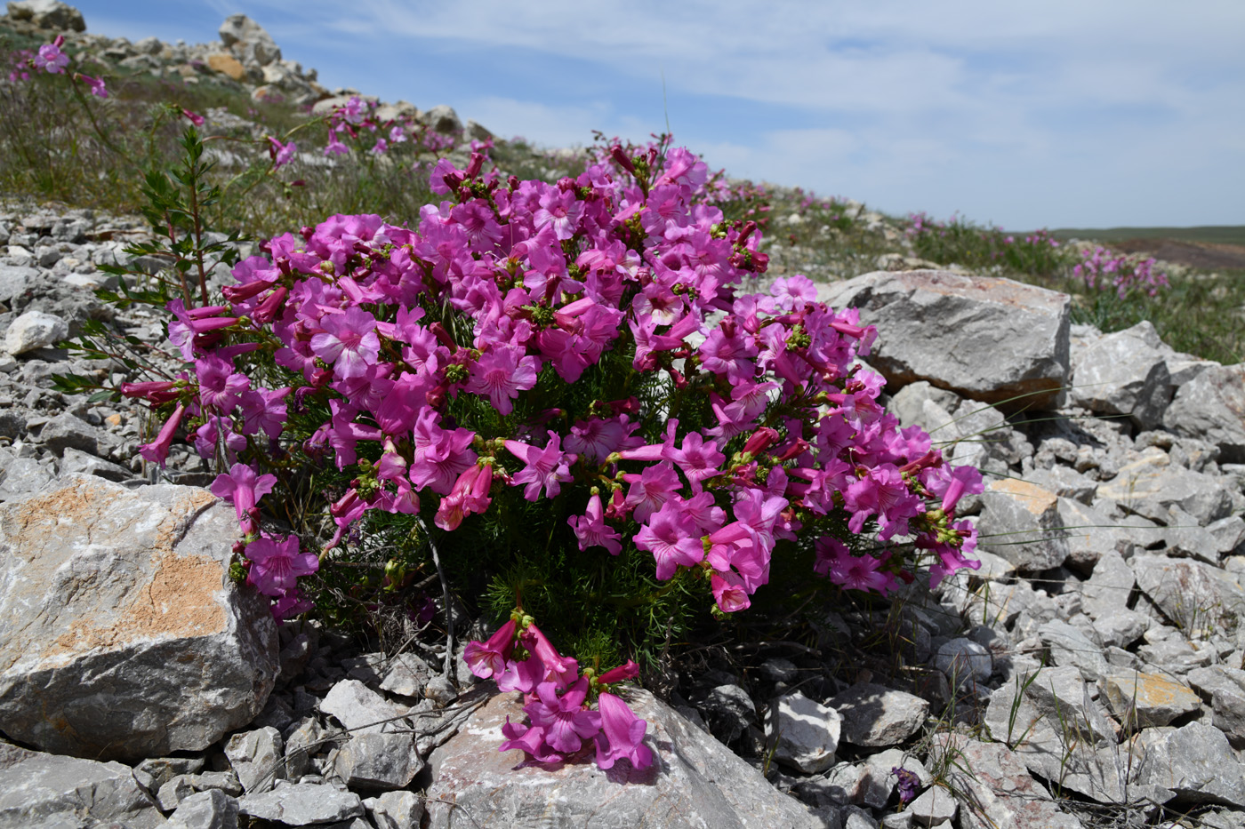 Image of Niedzwedzkia semiretschenskia specimen.