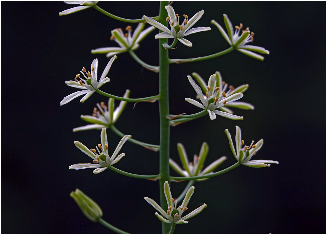 Изображение особи род Ornithogalum.