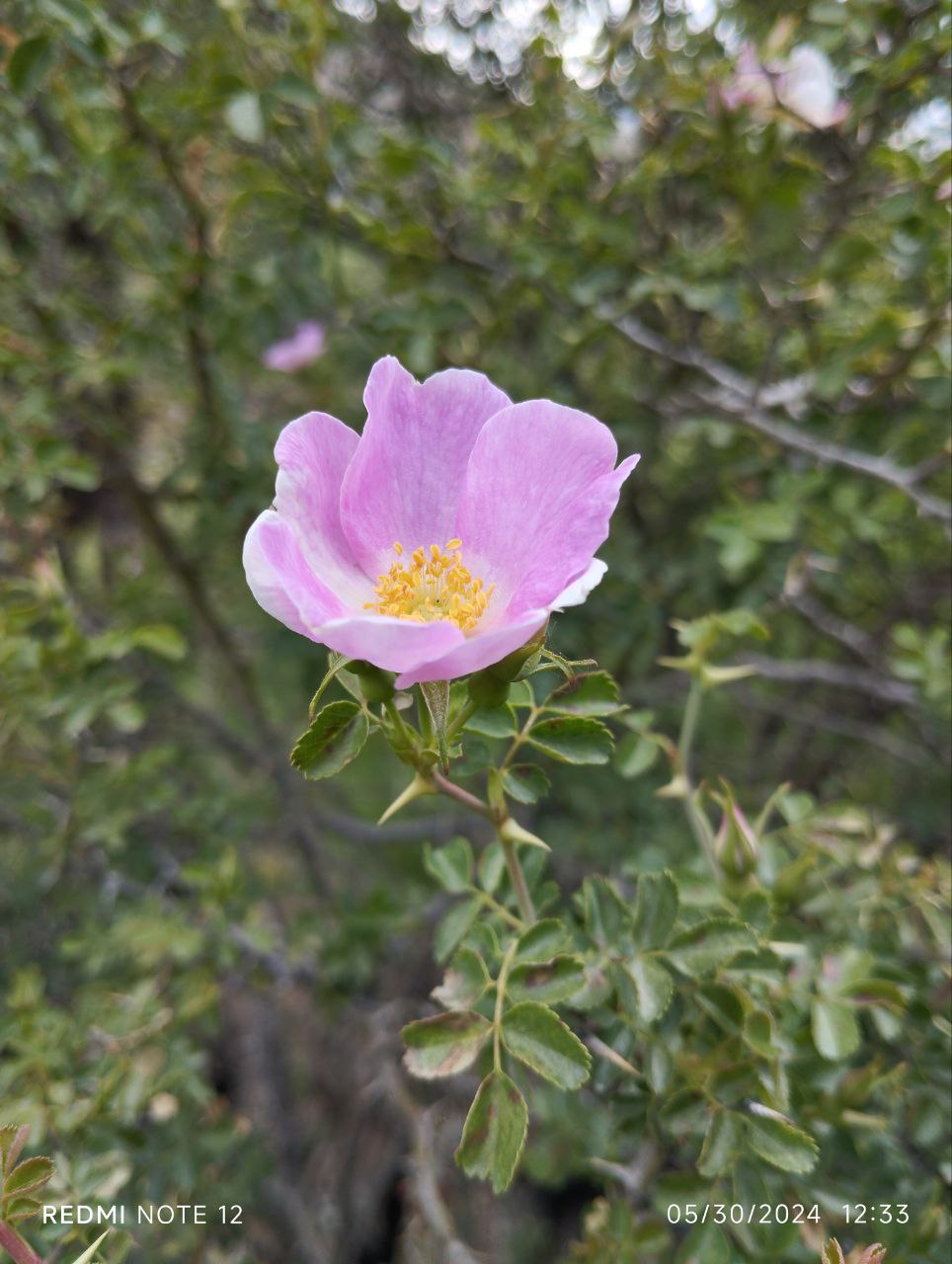 Изображение особи род Rosa.