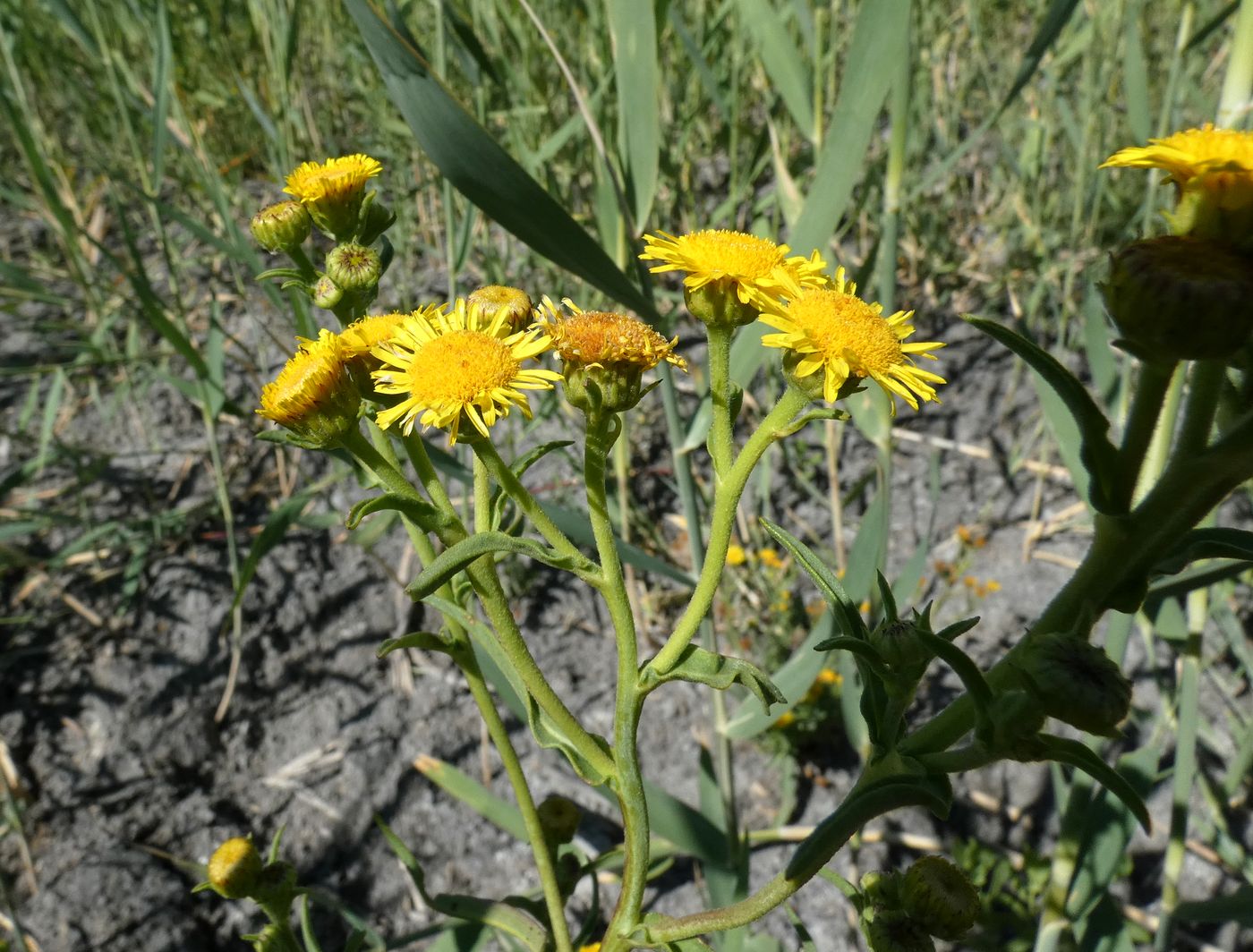 Image of Inula caspica specimen.