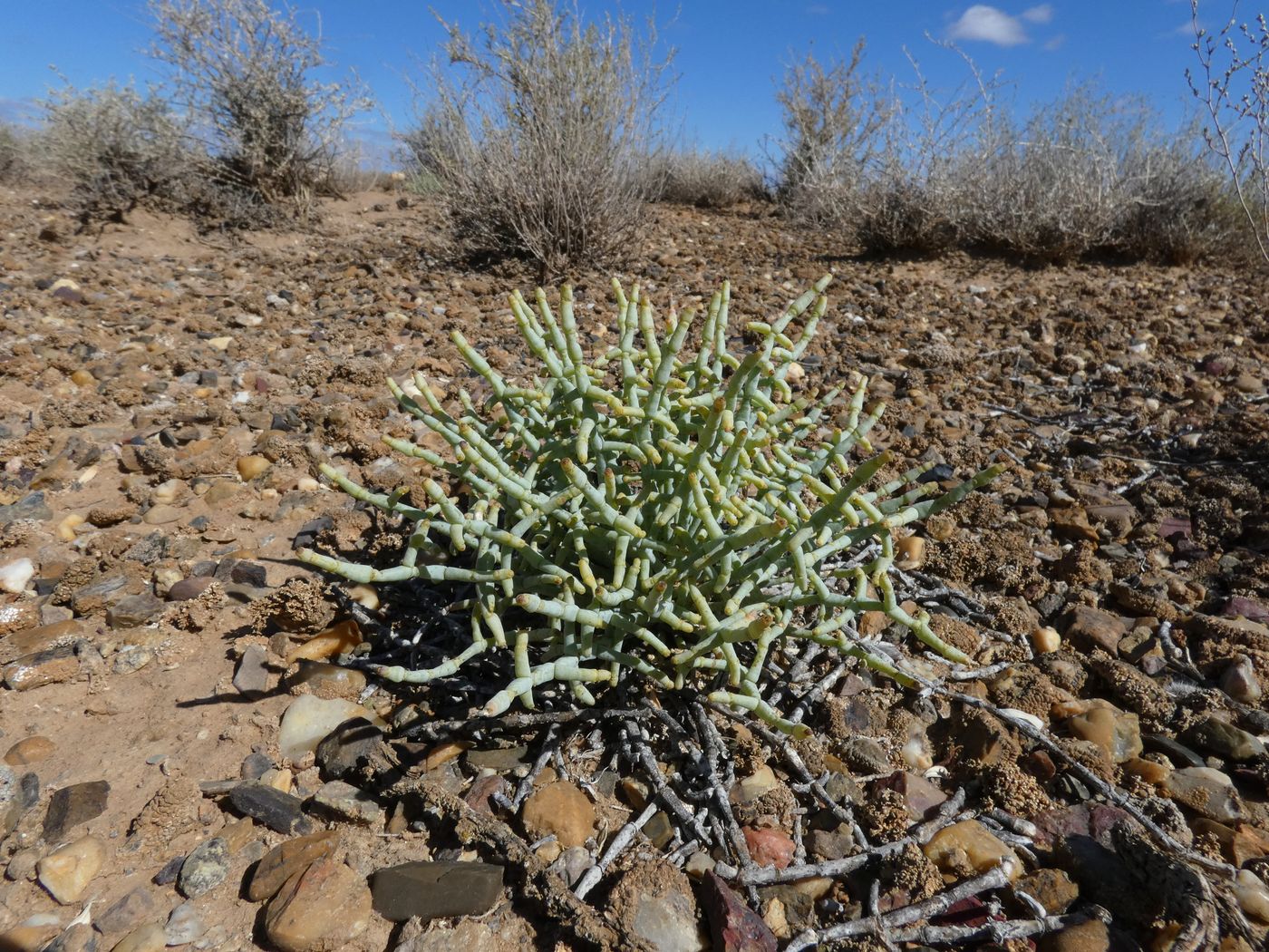 Изображение особи Anabasis truncata.