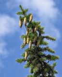 Picea pungens