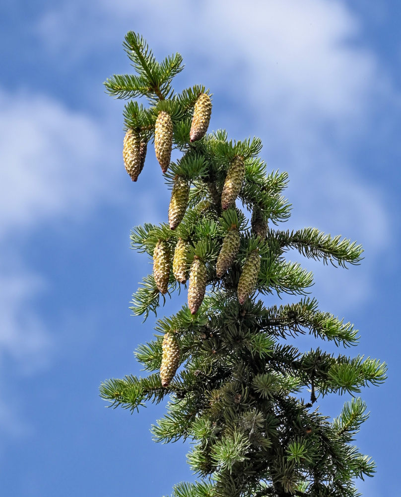 Image of Picea pungens specimen.