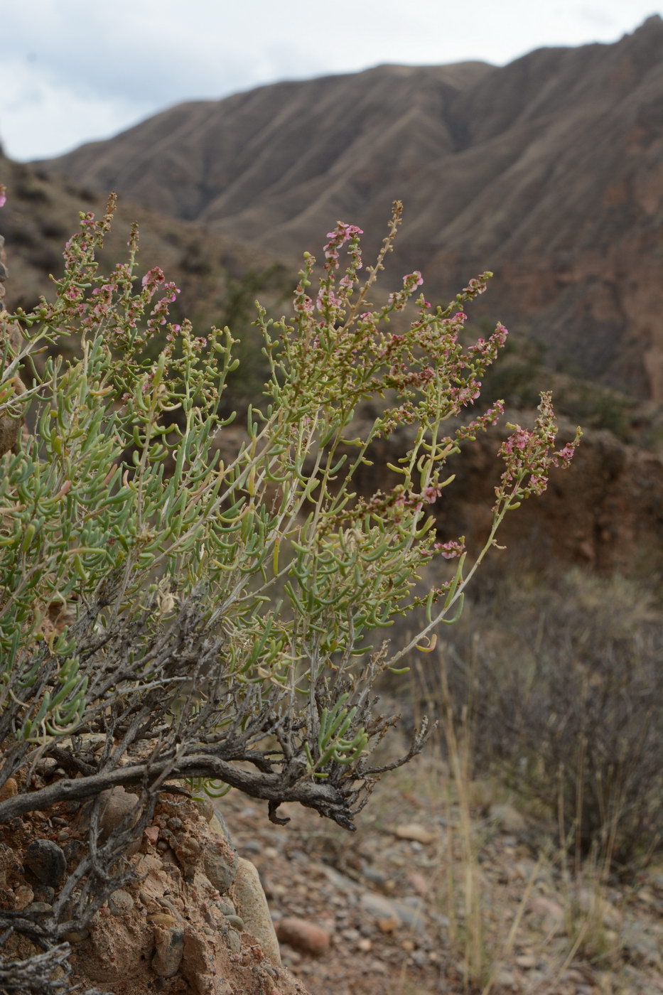 Изображение особи семейство Chenopodiaceae.