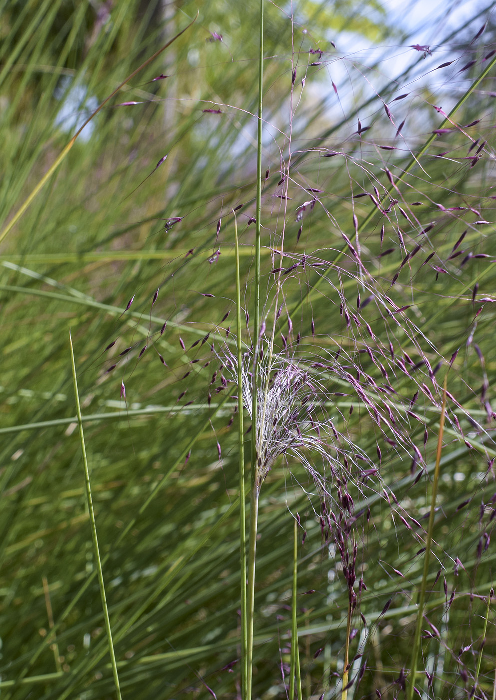 Image of Muhlenbergia capillaris specimen.