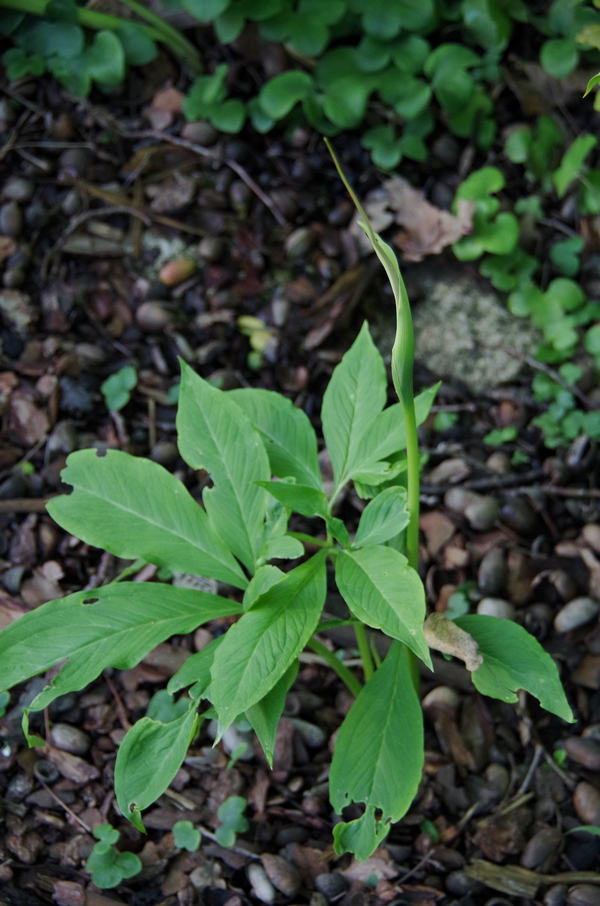 Изображение особи Arisaema dracontium.