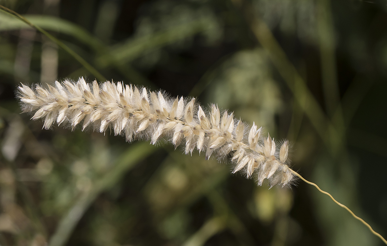 Image of Melica ciliata specimen.