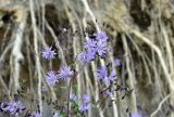 Lactuca sibirica. Верхушка растения с соцветиями. Приморский край, Ханкайский р-н, окр. с. Турий Рог, зап. побережье оз. Ханка, основание обрыва у прибрежной песчаной террасы. 26.06.2022.