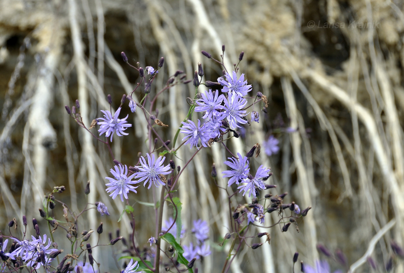 Image of Lactuca sibirica specimen.