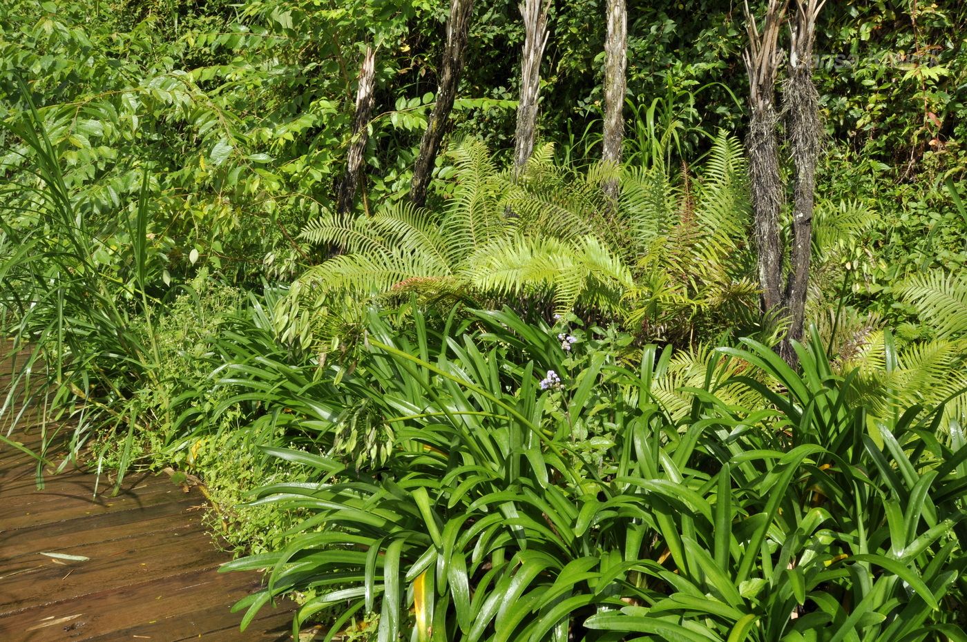 Изображение особи Agapanthus africanus.