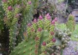 Opuntia puberula