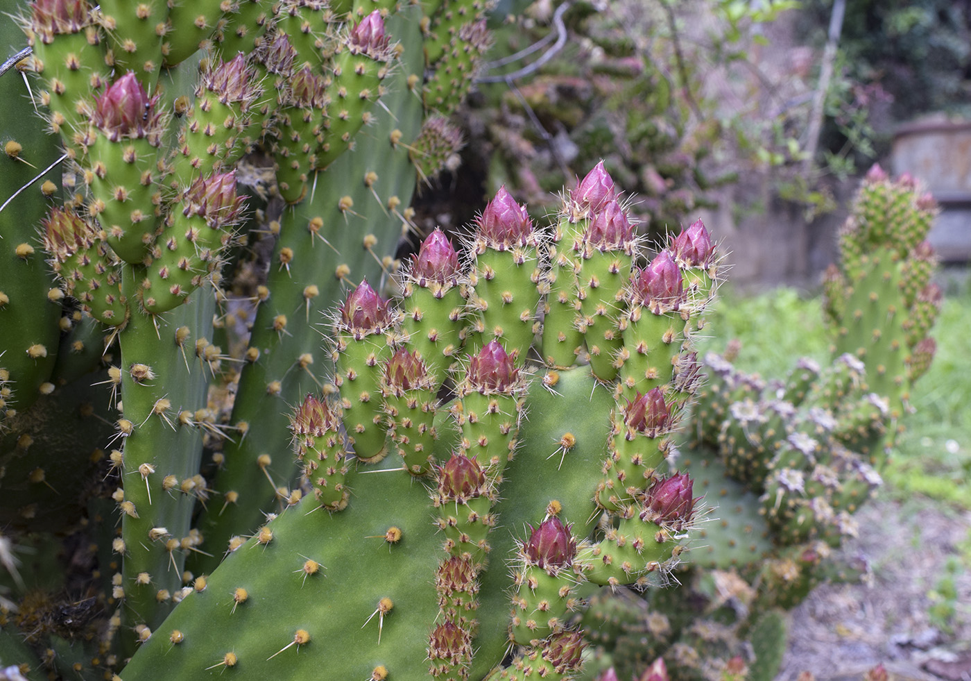 Image of Opuntia puberula specimen.